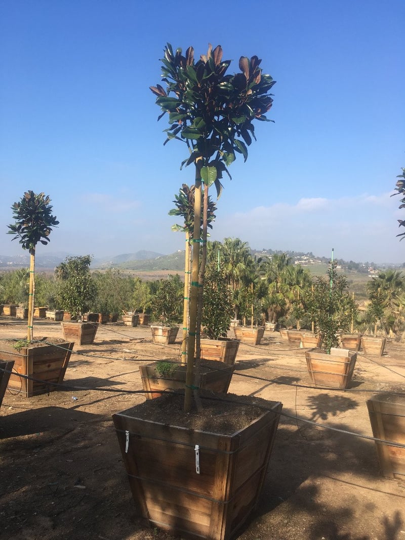 Photo for Magnolia grandiflora 'D.D. Blanchard' (D.D. Blanchard Southern Magnolia)