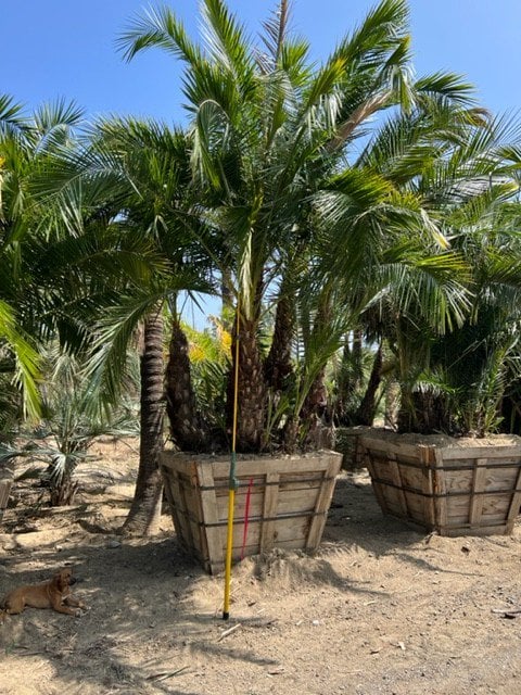 Photo for Phoenix reclinata (Multi) (Senegal Date Palm)