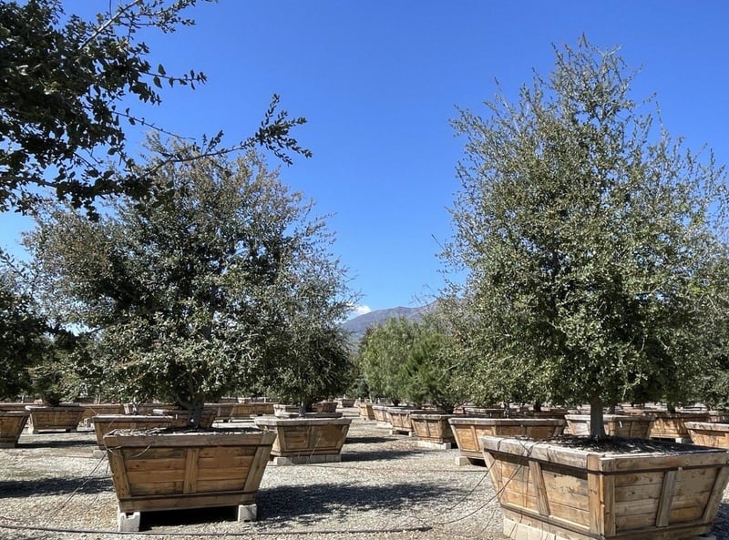 Photo for Quercus agrifolia (Multi) (Coast Live Oak)