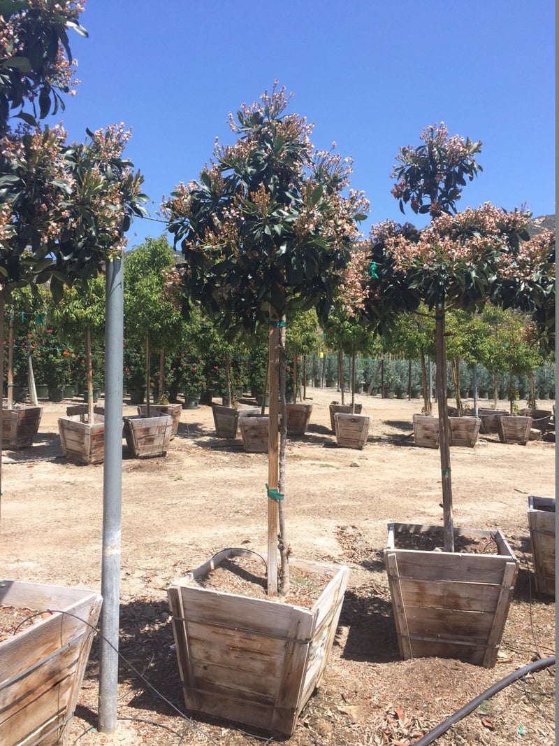 Photo for Eriobotrya deflexa 'Coppertone' (Standard) (Bronze Loquat)