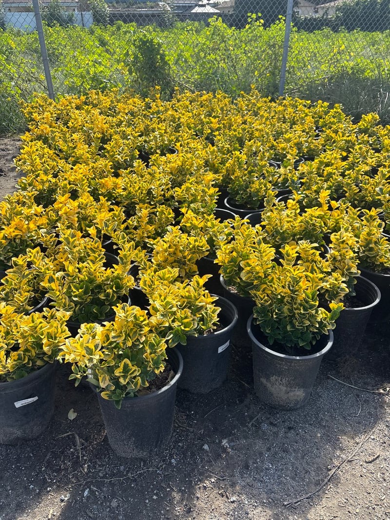 Photo for Euonymus japonicus 'Aureo-marginatus' (Golden Euonymus)