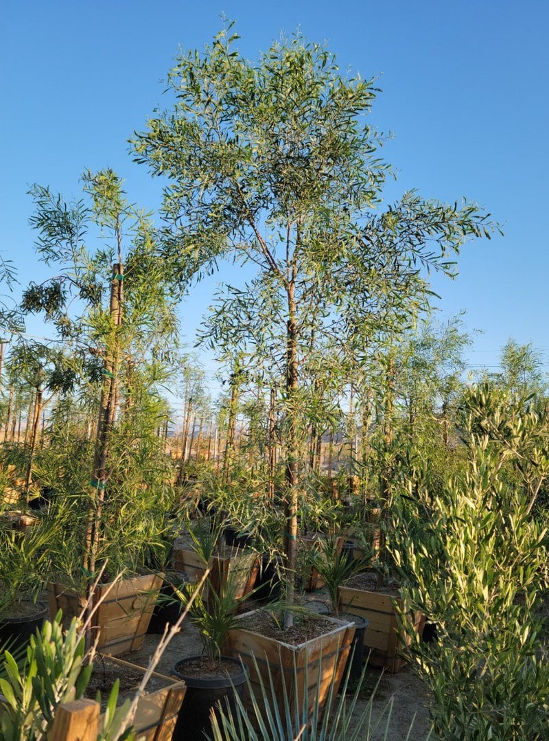 Photo for Acacia salicina (Willow Acacia)