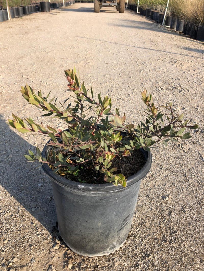 Photo for Arctostaphylos ‘Pacific Mist’ (Pacific Mist Manzanita)