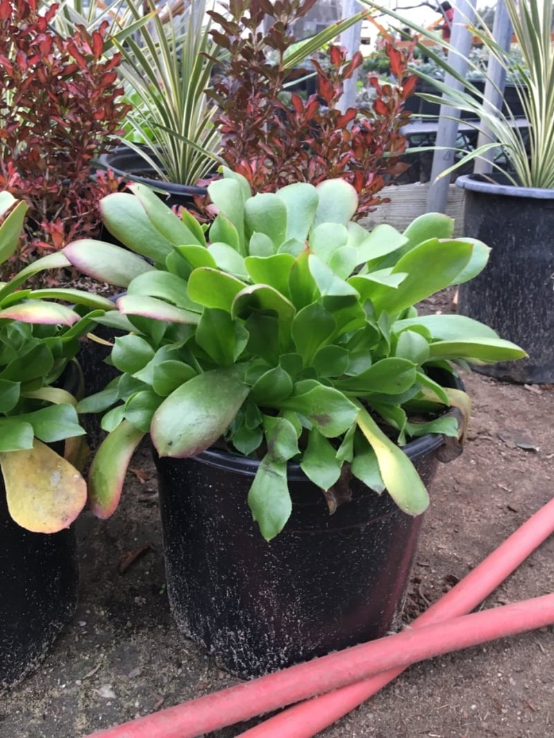 Photo for Aeonium urbicum (Saucer Plant)