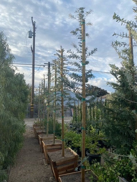 Photo for Acacia baileyana 'Purpurea' (Purple Fernleaf Acacia)