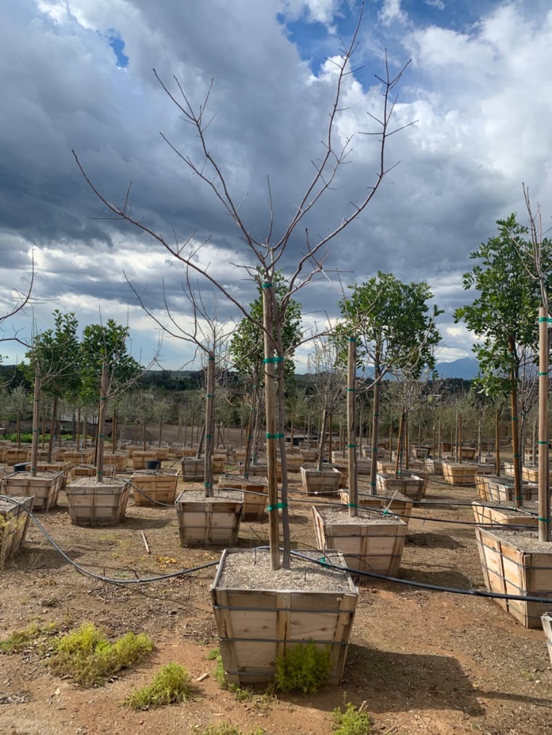Photo for Pistacia chinensis (Chinese Pistache)