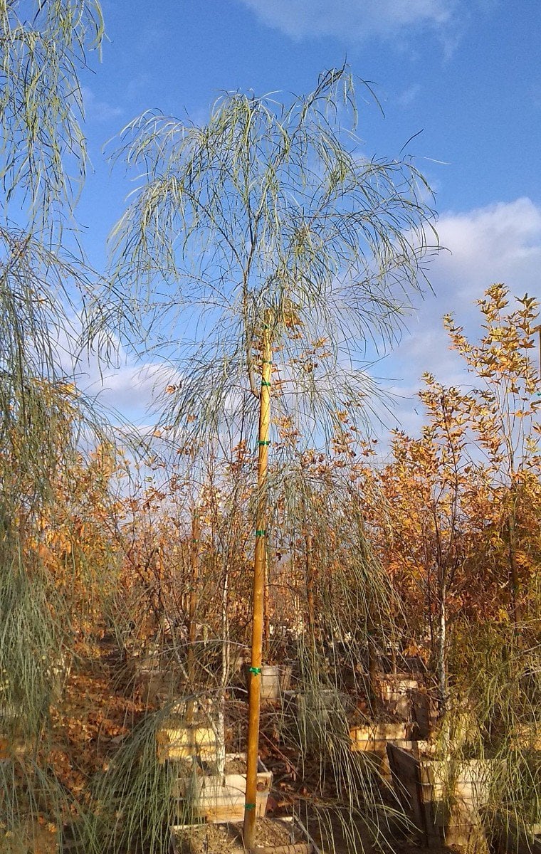 Photo for Acacia stenophylla (Standard) (Shoe-String Acacia)