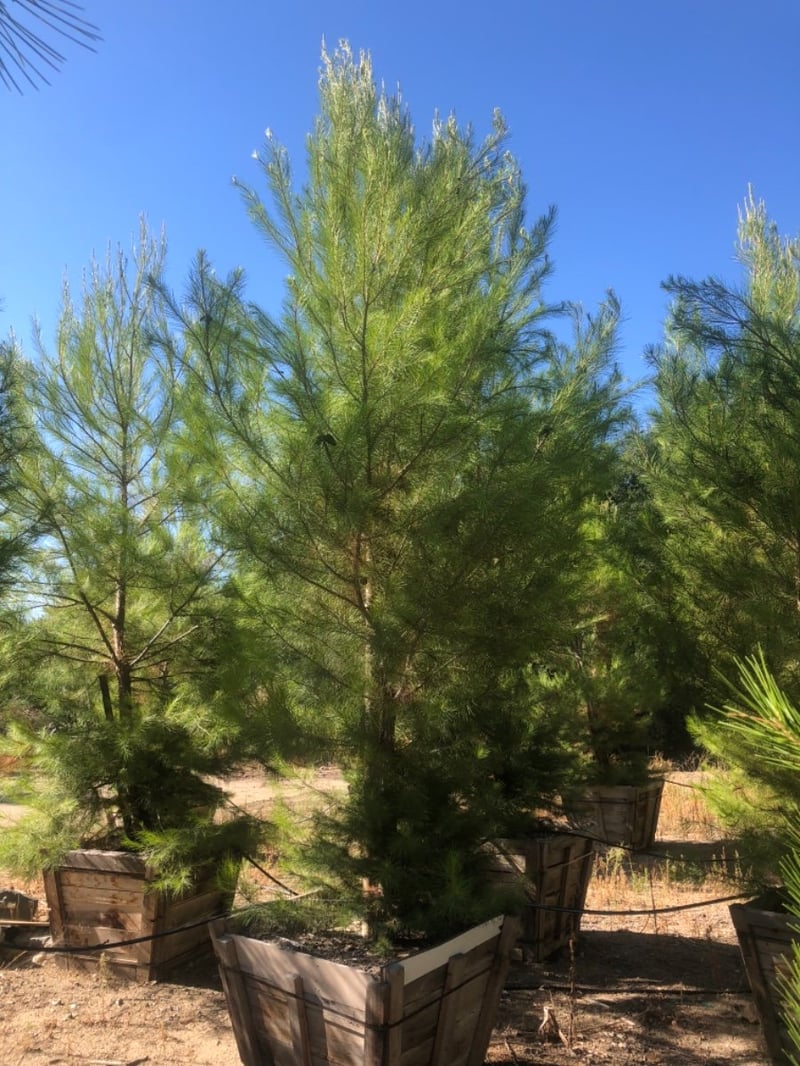 Photo for Pinus halepensis (Aleppo Pine)