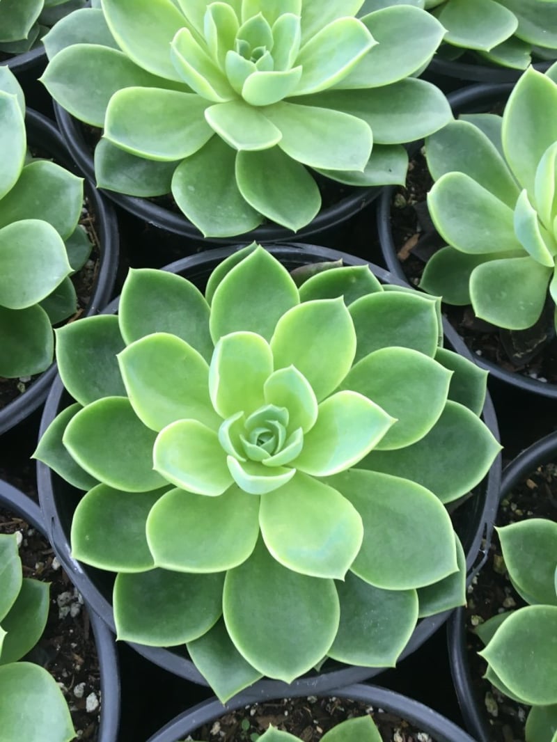 Photo for Echeveria elegans (Mexican Snowball)
