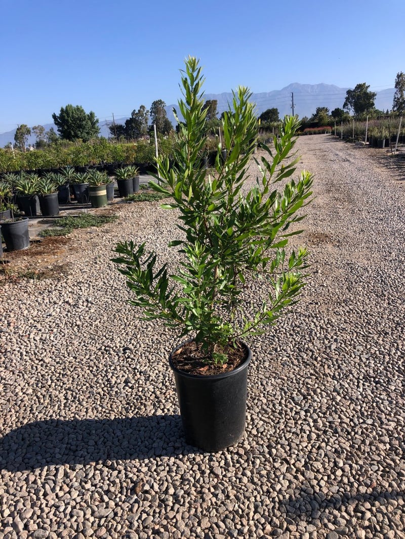 Photo for Myrica californica (Pacific Wax Myrtle)