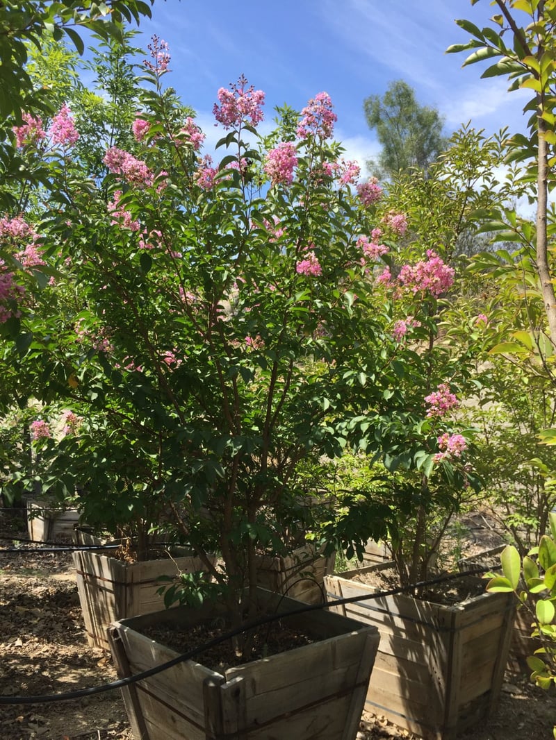 Photo for Lagerstroemia indica (Purple)(Multi) (Purple Crape Myrtle)
