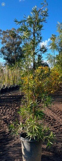 Photo for Podocarpus macrophyllus 'Maki' (Shrubby Yew Pine)