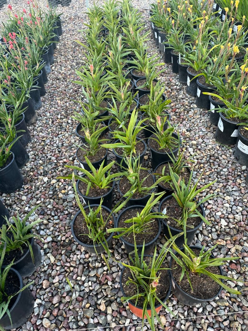 Photo for Anigozanthos 'Orange' (Orange Kangaroo Paw)