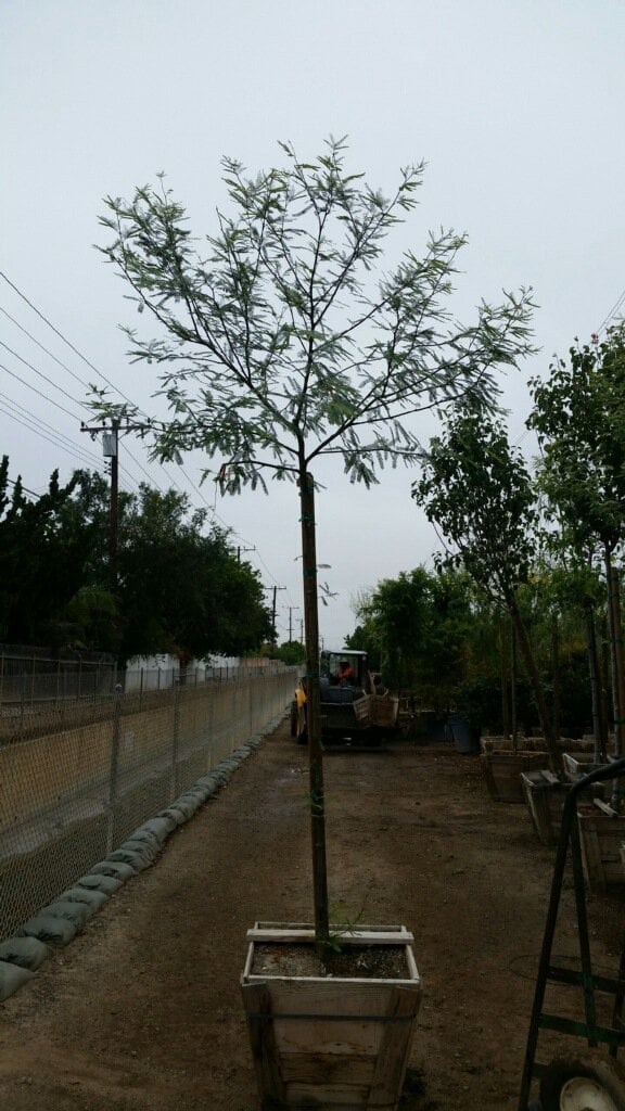 Photo for Prosopis chilensis (Thornless Chilean Mesquite)