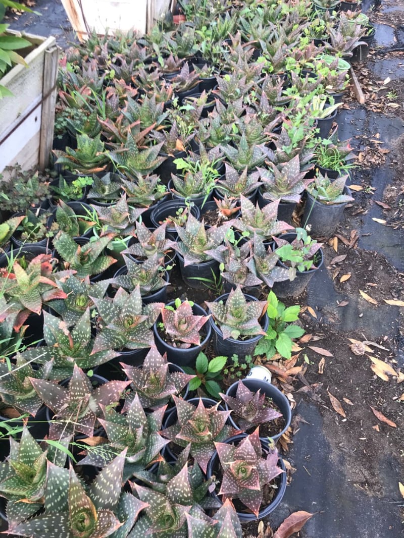 Photo for Aloe maculata (Soap Aloe)