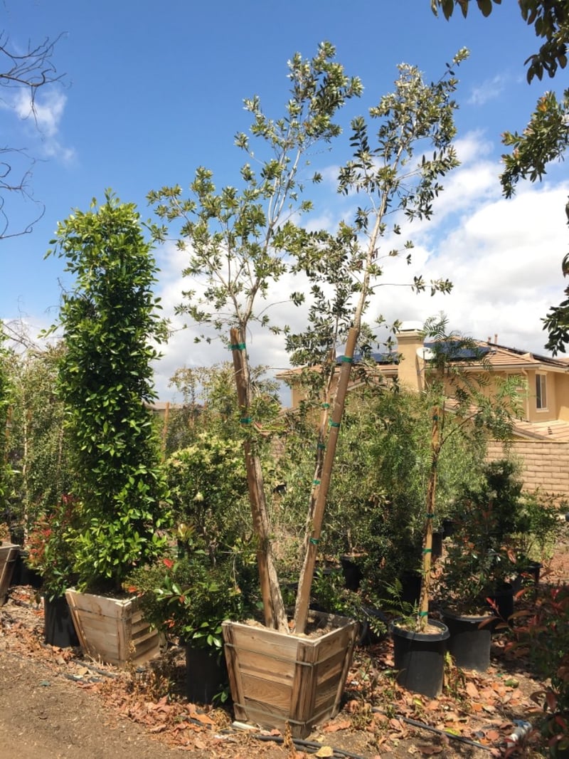 Photo for Melaleuca quinquenervia (Cajeput Tree, Paperbark Tree)