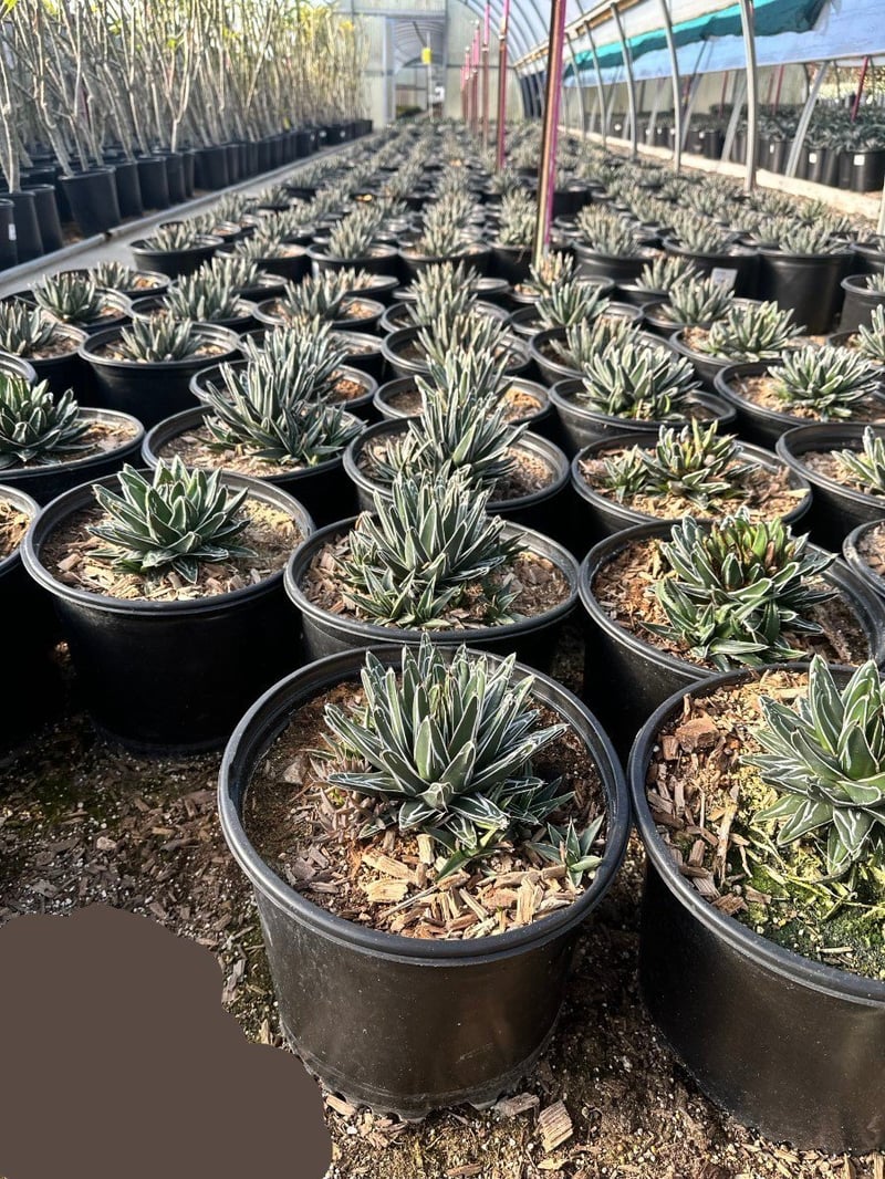 Photo for Agave victoriae-reginae (Queen Victoria Agave)
