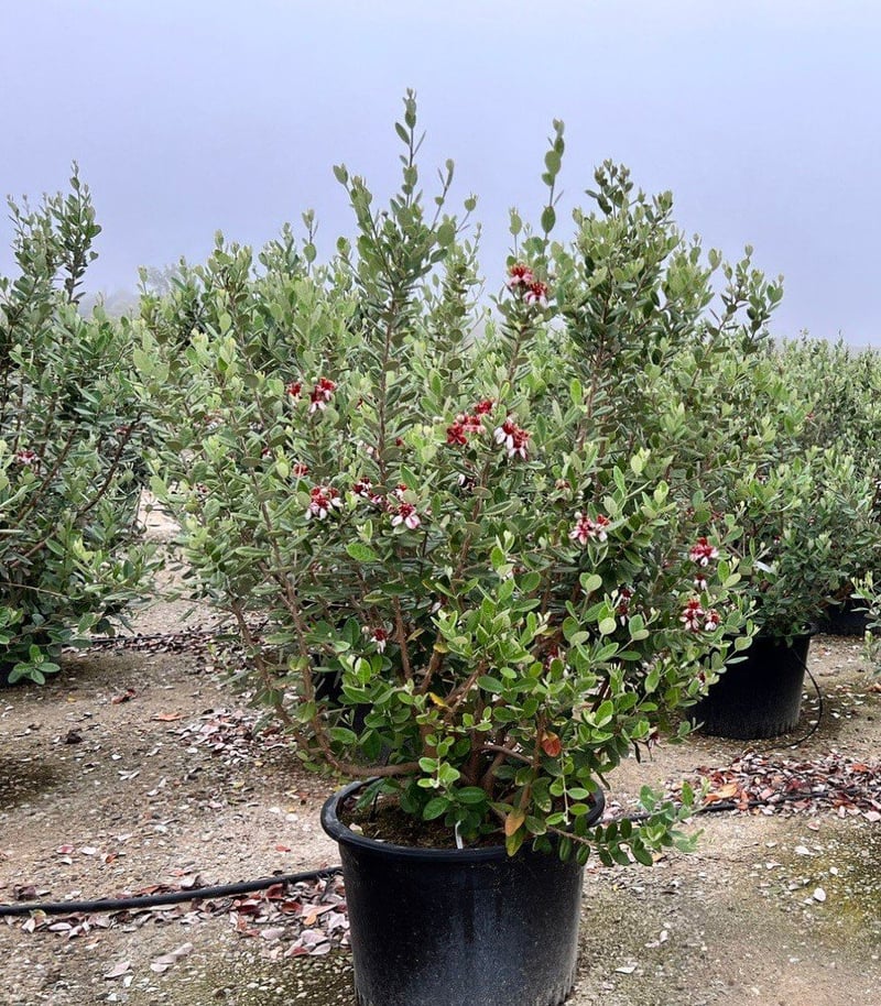 Photo for Acca sellowiana (Feijoa sellowiana) (Pineapple Guava)