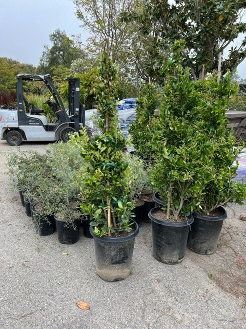 Photo for Ligustrum japonicum (Cone) (Japanese Privet)