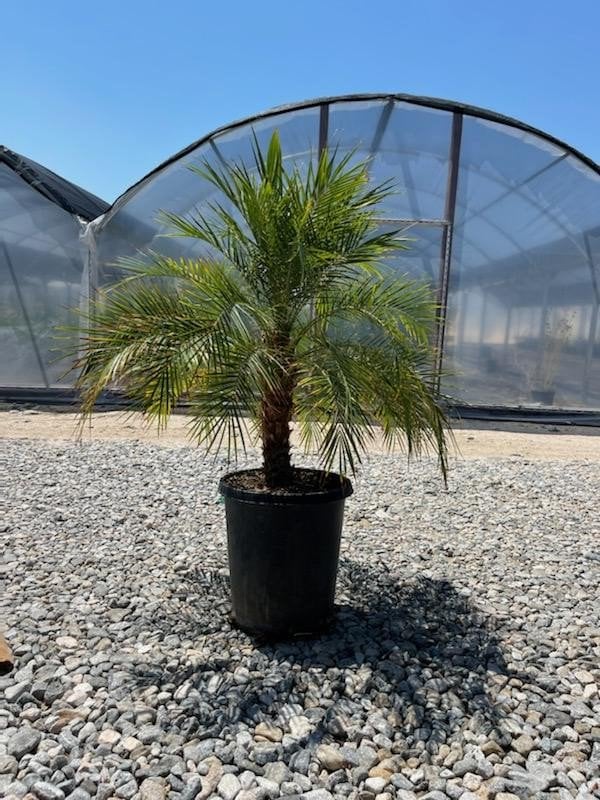 Photo for Phoenix roebelenii (Pygmy Date Palm)