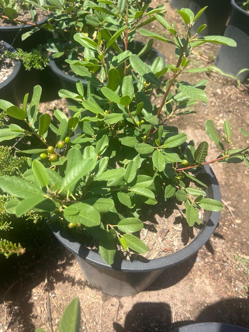 Photo for Frangula californica 'Leatherleaf' (Leatherleaf California Coffeeberry)