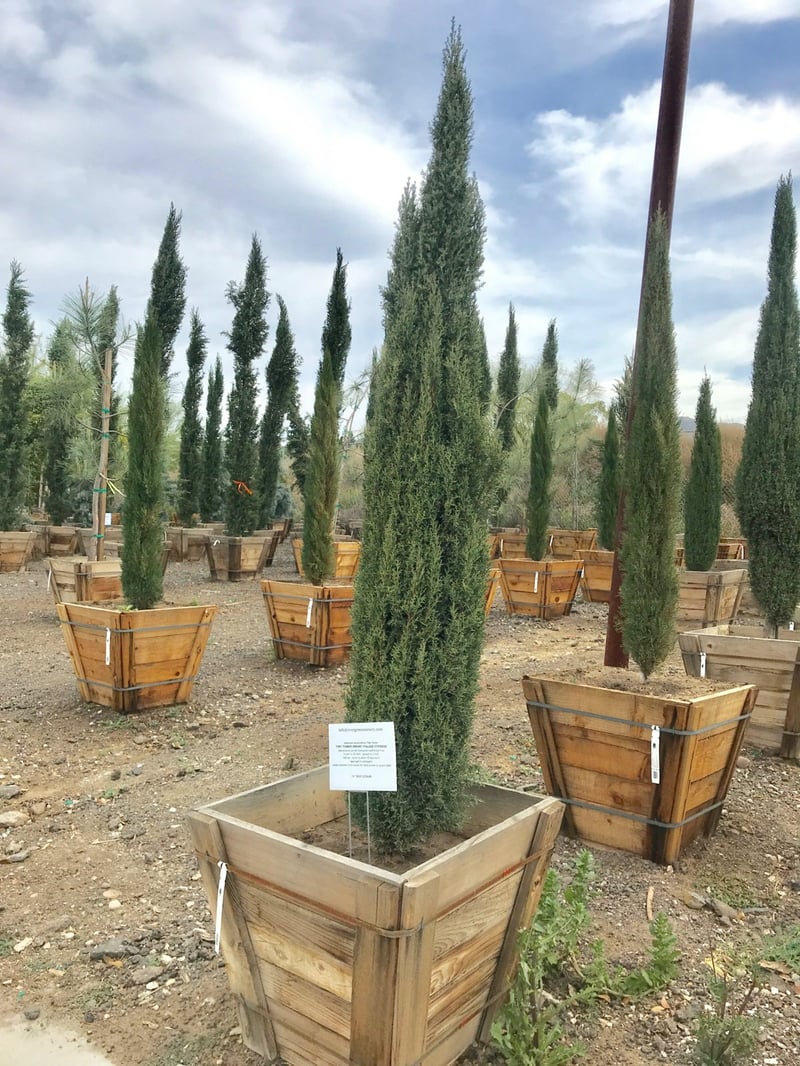 Photo for Cupressus sempervirens 'Monshel'/'Dwarf' (Dwarf Italian Cypress)