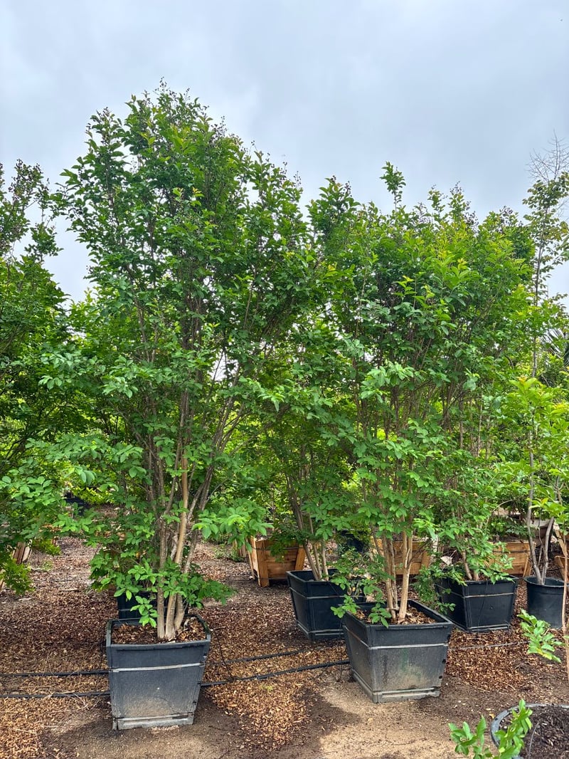 Photo for Lagerstroemia indica 'Muskogee' (Multi) (Muskogee Crape Myrtle)