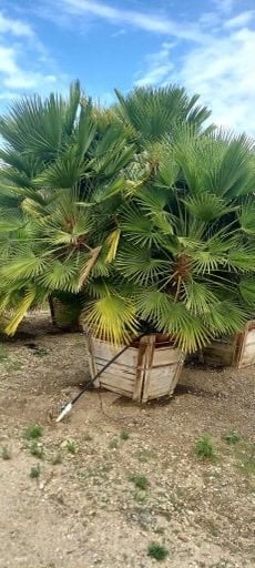 Photo for Chamaerops humilis (3 Head minimum) (Mediterranean Fan Palm)