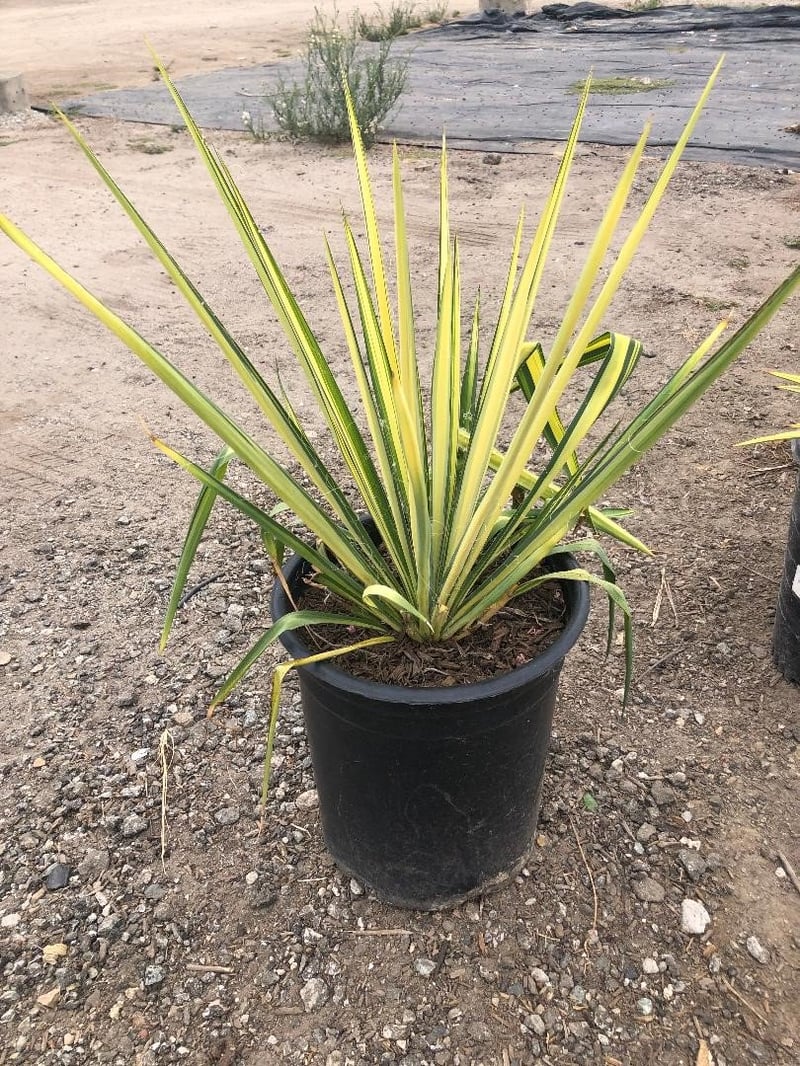 Photo for Yucca filamentosa 'Golden Sword' (Golden Sword Yucca)