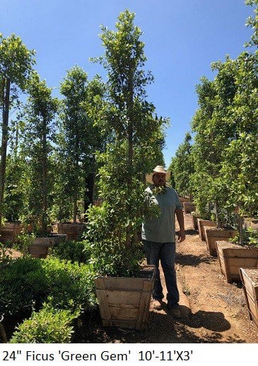 Photo for Ficus microcarpa nitida 'Green Gem' (Column) (Green Gem Fig)