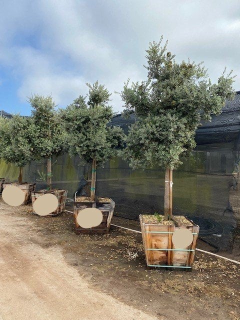 Photo for Metrosideros excelsa (New Zealand Christmas Tree)