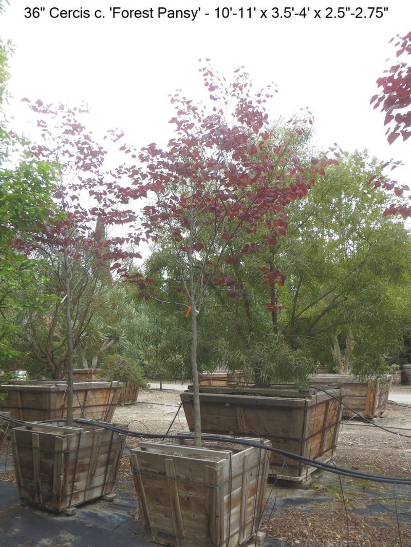 Photo for Cercis canadensis 'Forest Pansy' (Eastern Redbud 'Forest Pansy')