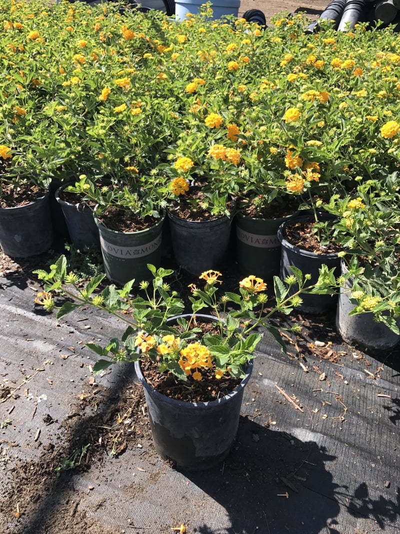Photo for Lantana x 'New Gold' (New Gold Lantana)