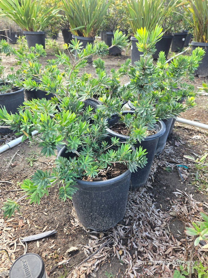 Photo for Callistemon viminalis 'Little John' (Little John Weeping Bottlebrush)