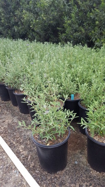 Photo for Salvia clevelandii (Cleveland Sage)