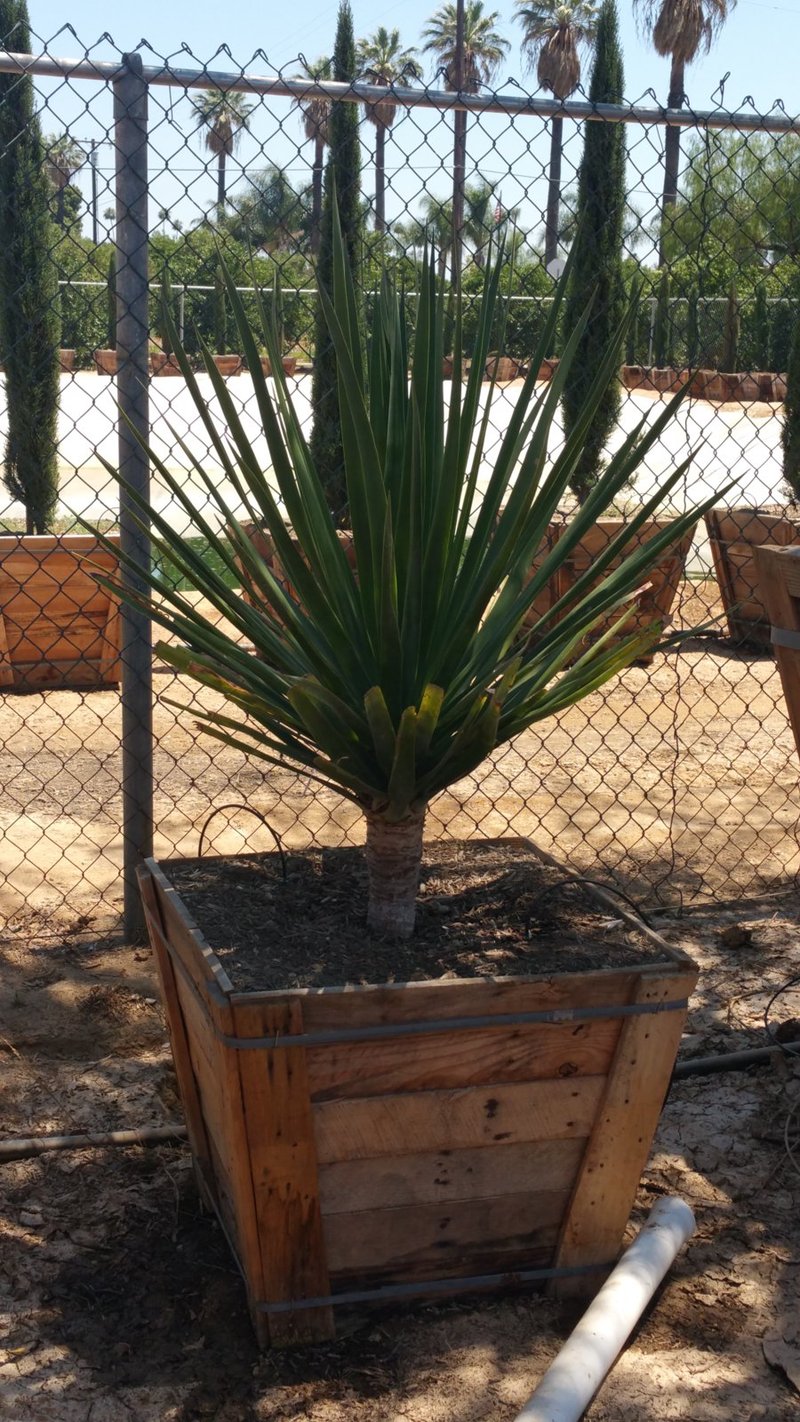 Photo for Dracaena draco (Multi) (Dragon Tree)