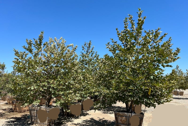 Photo for Platanus racemosa (Multi) (California Sycamore)