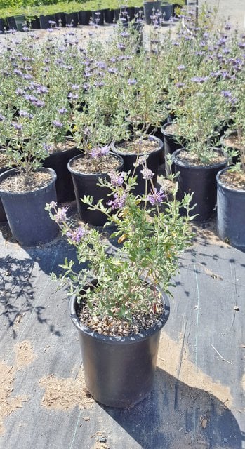 Photo for Salvia 'Allen Chickering' (Allen Chickering Sage)
