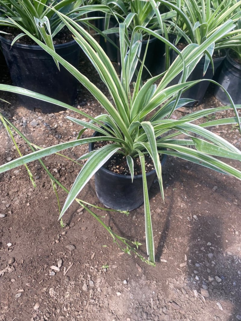 Photo for Chlorophytum comosum 'Variegatum' (Reverse Variegated Spider Plant)