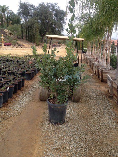 Photo for Laurus nobilis 'Saratoga' (Column) (Saratoga Bay Laurel)