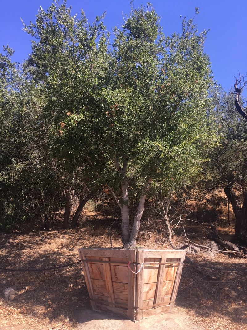 Photo for Quercus agrifolia (Multi) (Coast Live Oak)