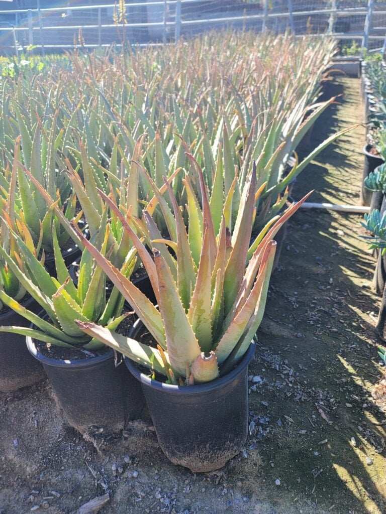 Photo for Aloe barbadensis (Medicinal Aloe Vera)