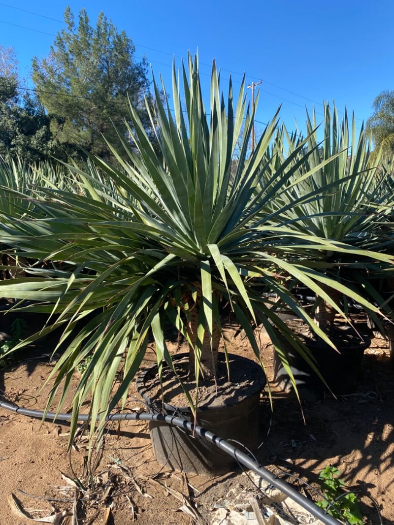 Photo for Dracaena draco (Multi) (Dragon Tree)