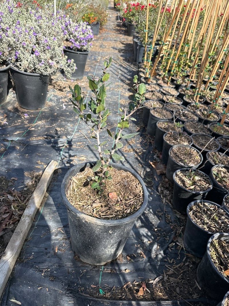 Photo for Rhus integrifolia (Lemonade Berry)
