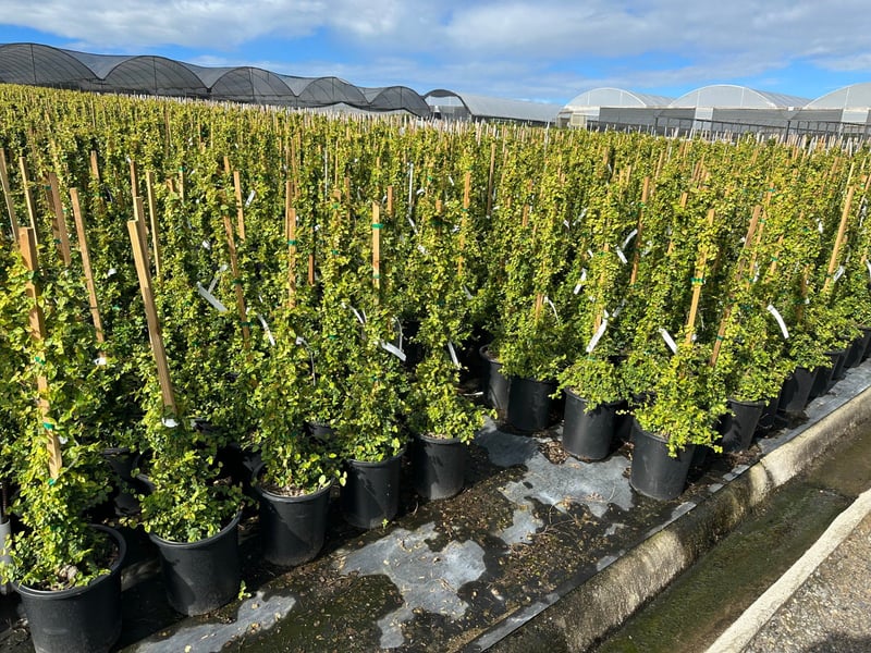 Photo for Ficus pumila (F. repens) (Creeping Fig, Fig Ivy)