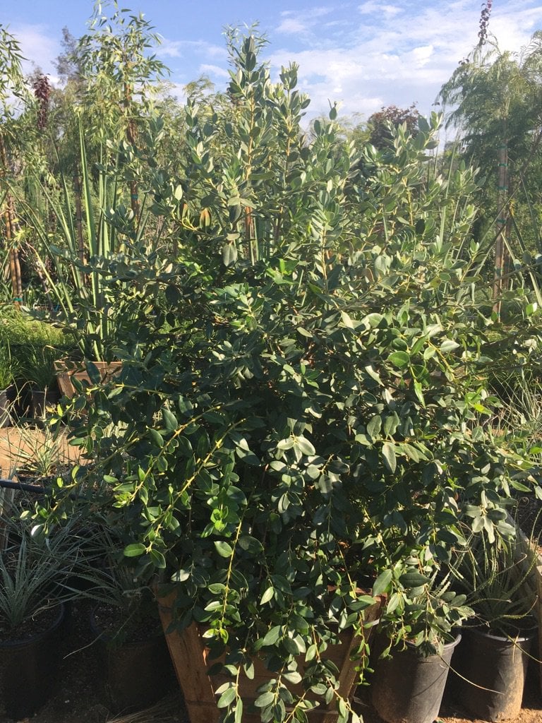 Photo for Metrosideros excelsa (Multi) (New Zealand Christmas Tree)