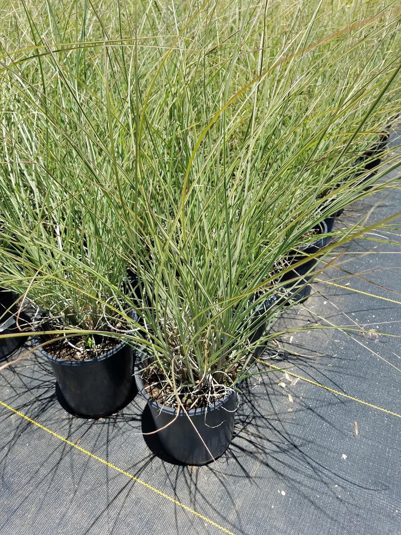 Photo for Miscanthus sinensis 'Morning Light' (Morning Light Eulalia)