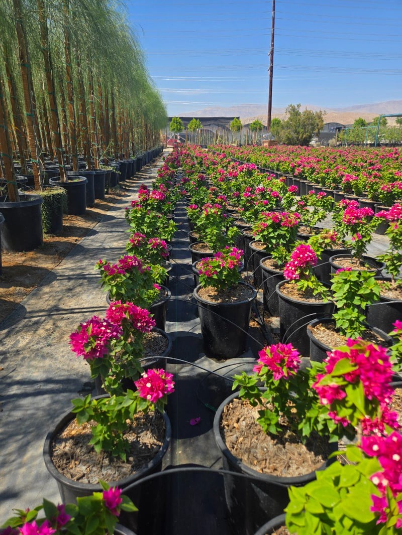 Photo for Bougainvillea 'Torch Glow' (Bougainvillea 'Torch Glow')