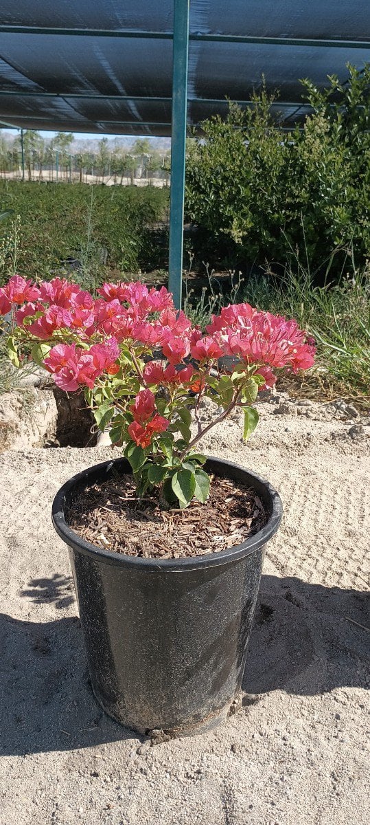 Photo for Bougainvillea 'Rosenka' (Rosenka Bougainvillea)