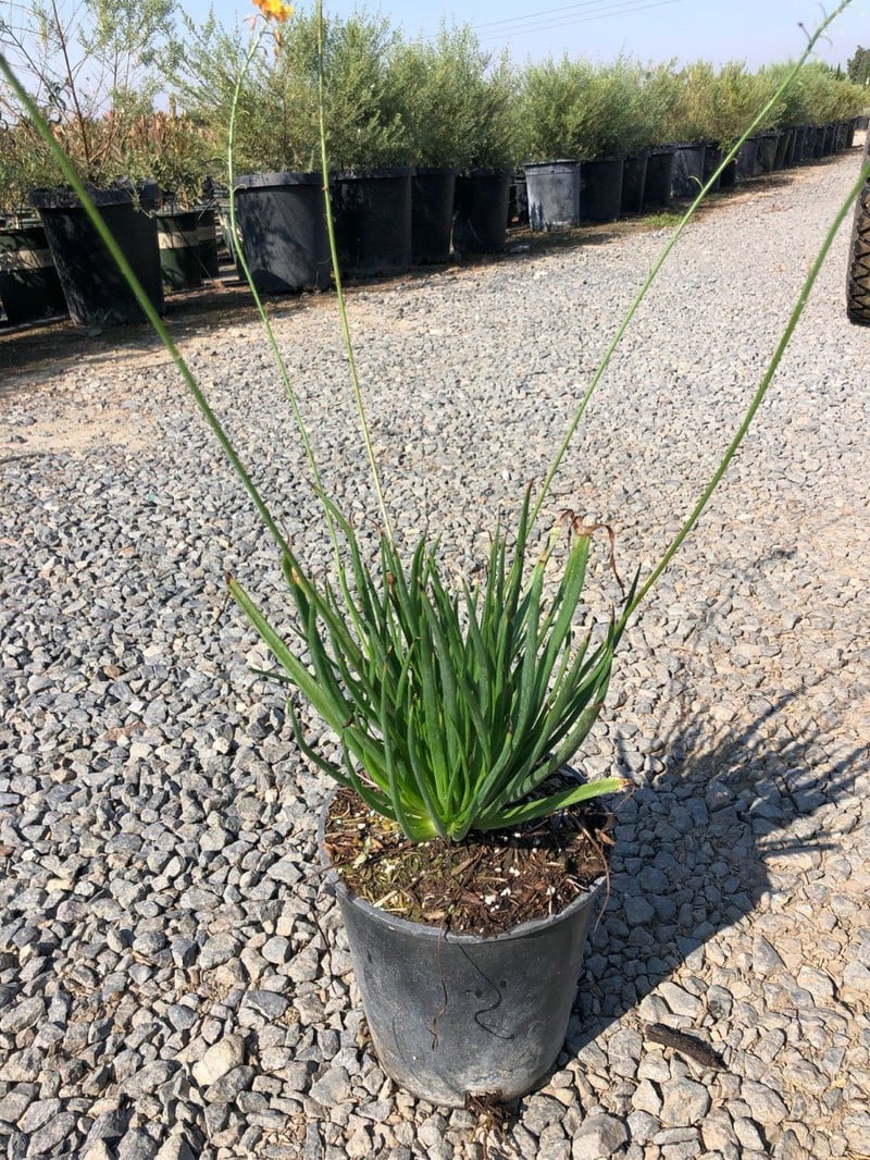 Photo for Bulbine frutescens 'Orange' (Stalked Bulbine)
